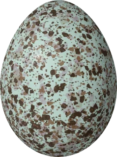 Rose-breasted Grosbeak egg, 23.5 × 17.5 mm