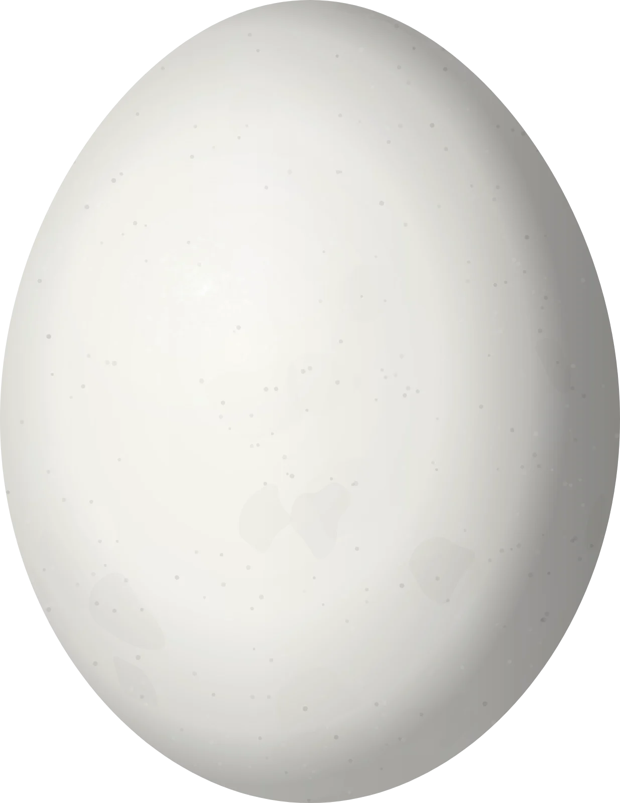 Illustration of a Rose-fronted Parakeet (Pyrrhura roseifrons) egg, 25.4 × 19.6 mm
