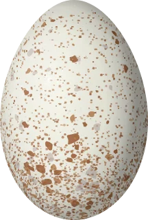 Illustration of a Roseate Spoonbill (Platalea ajaja) egg, 65 × 43.9 mm