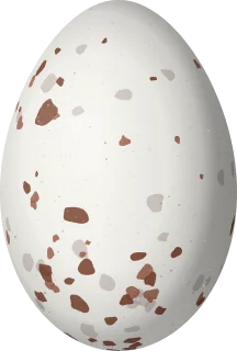 Roseate Spoonbill egg, 65 × 43.9 mm