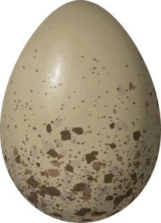 Illustration of a Ross's Gull (Rhodostethia rosea) egg, 43.5 × 31.6 mm