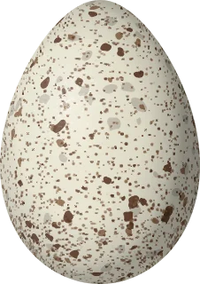 Illustration of a Royal Tern (Thalasseus maximus) egg, 63 × 44.5 mm