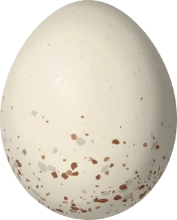 Illustration of a Ruddy Crake (Laterallus ruber) egg, 29.2 × 23.5 mm