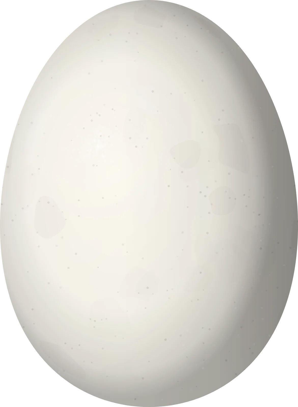 Illustration of a Ruddy Duck (Oxyura jamaicensis) egg, 62.3 × 45.6 mm