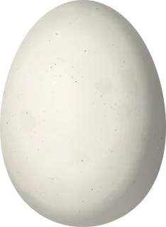 Ruddy Duck egg, 62.3 × 45.6 mm