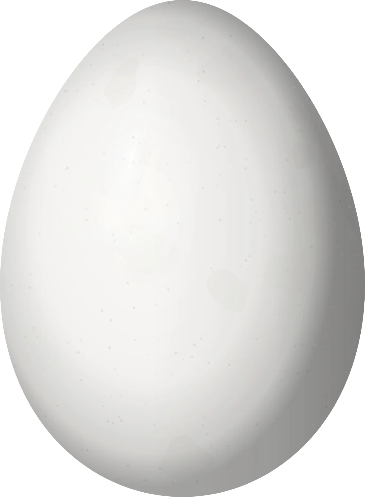 Illustration of a Ruddy Woodcreeper (Dendrocincla homochroa) egg, 27.6 × 20.3 mm