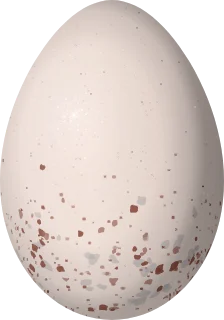 Illustration of a Rufous-bellied Euphonia (Euphonia rufiventris) egg, 18.6 × 13 mm