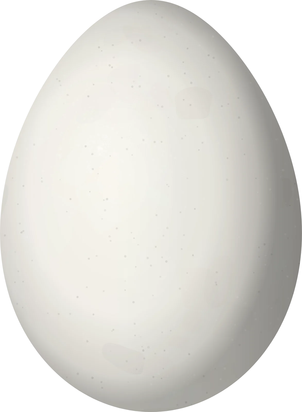 Illustration of a Rufous-breasted Flycatcher (Leptopogon rufipectus) egg, 19.5 × 14.3 mm