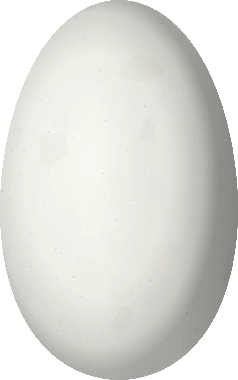 Illustration of a Rufous-breasted Hermit (Glaucis hirsutus) egg, 15.2 × 9.5 mm