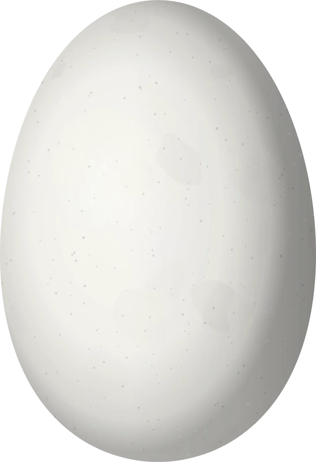 Illustration of a Rufous-crested Coquette (Lophornis delattrei) egg, 11.4 × 7.8 mm