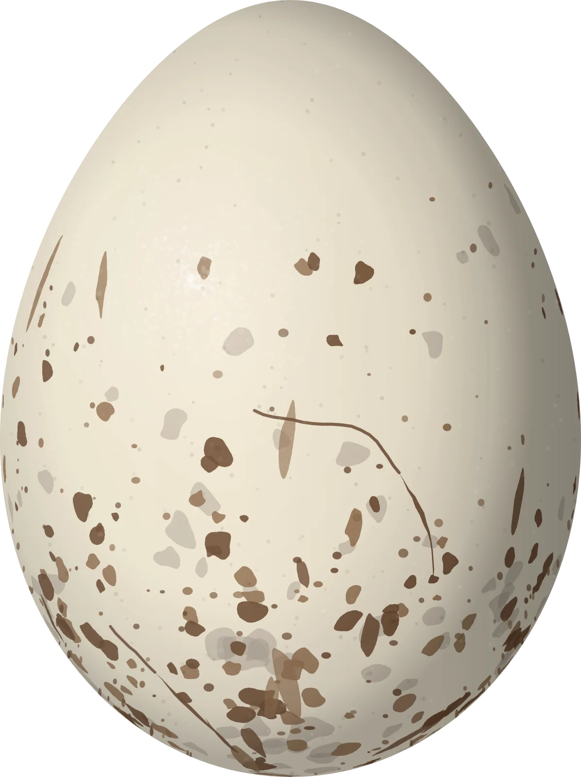 Illustration of a Rufous Flycatcher (Myiarchus semirufus) egg, 22.6 × 16.9 mm