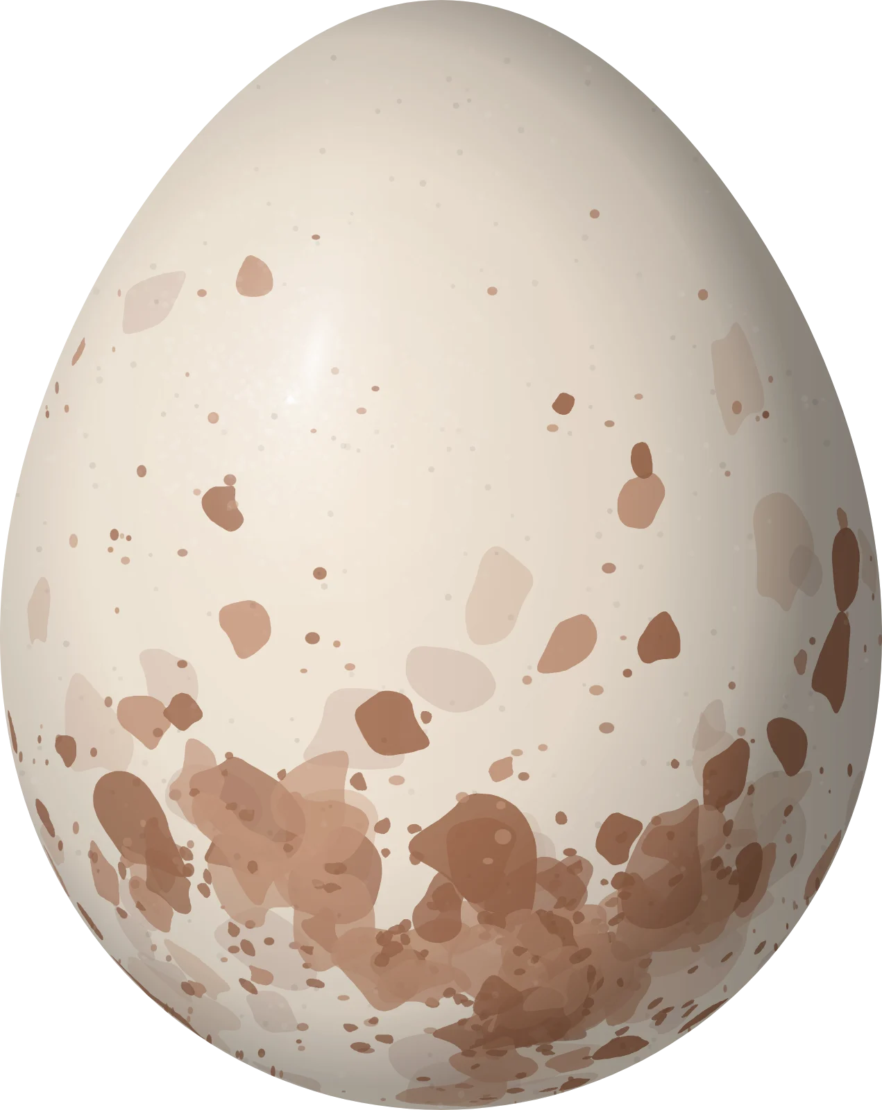 Illustration of a Rufous Gnateater (Conopophaga lineata) egg, 22.4 × 17.8 mm