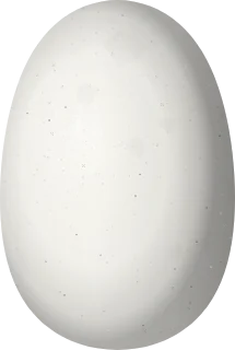 Illustration of a Rufous Hummingbird (Selasphorus rufus) egg, 13.1 × 8.8 mm