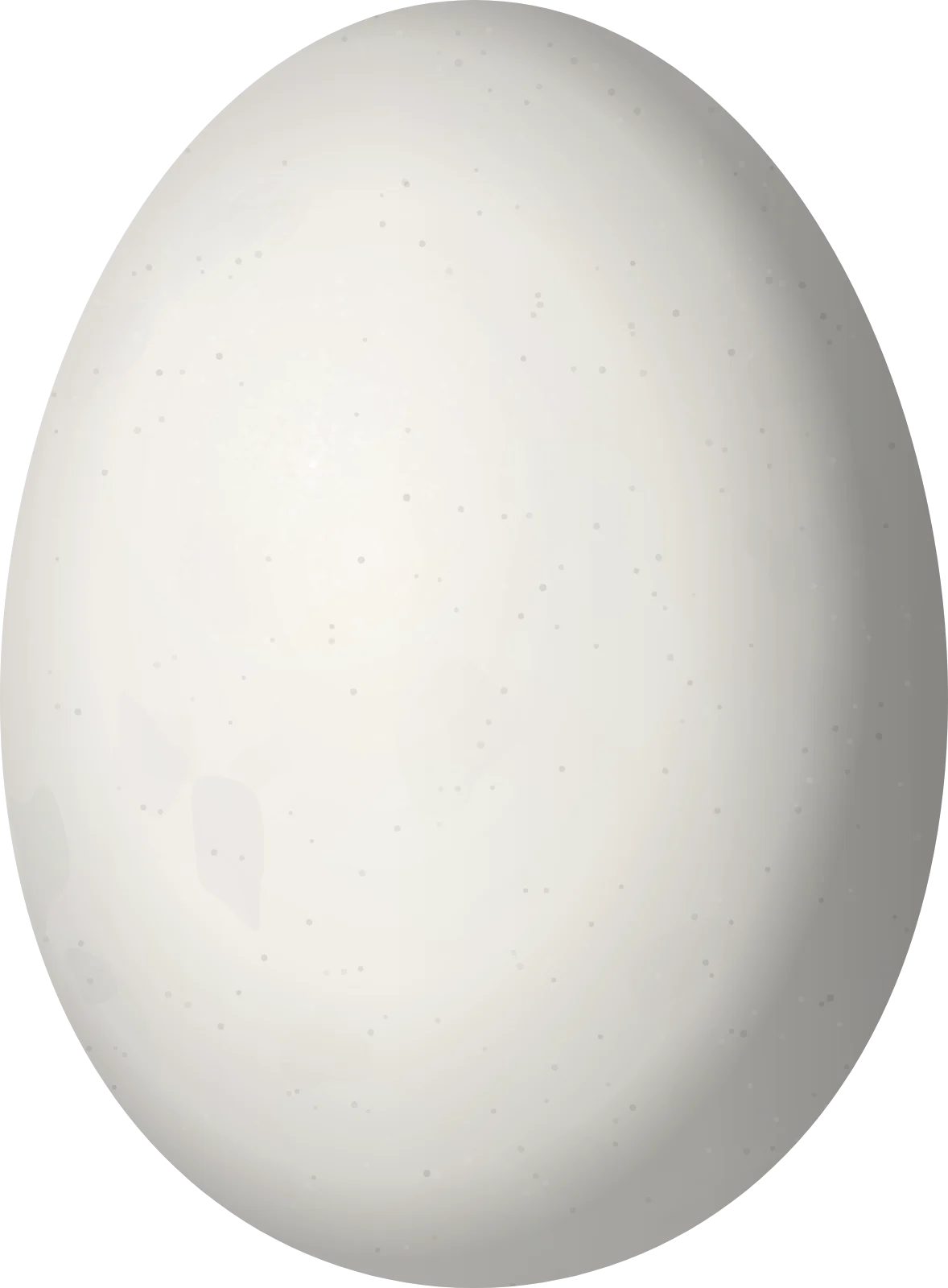 Illustration of a Rufous-legged Owl (Strix rufipes) egg, 42.45 × 31.25 mm