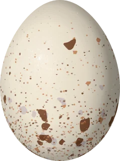 Illustration of a Rufous-necked Wood Rail (Aramides axillaris) egg, 45 × 33.55 mm