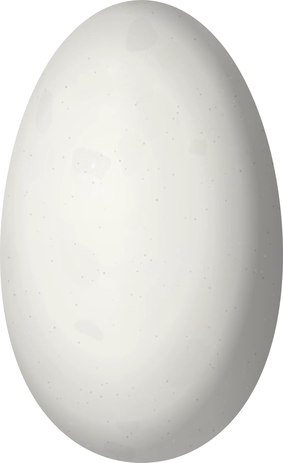 Illustration of a Rufous-shafted Woodstar (Chaetocercus jourdanii) egg, 12.4 × 7.6 mm