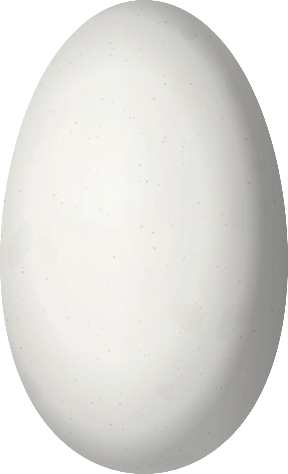 Illustration of a Rufous-throated Sapphire (Hylocharis sapphirina) egg, 14.8 × 9 mm