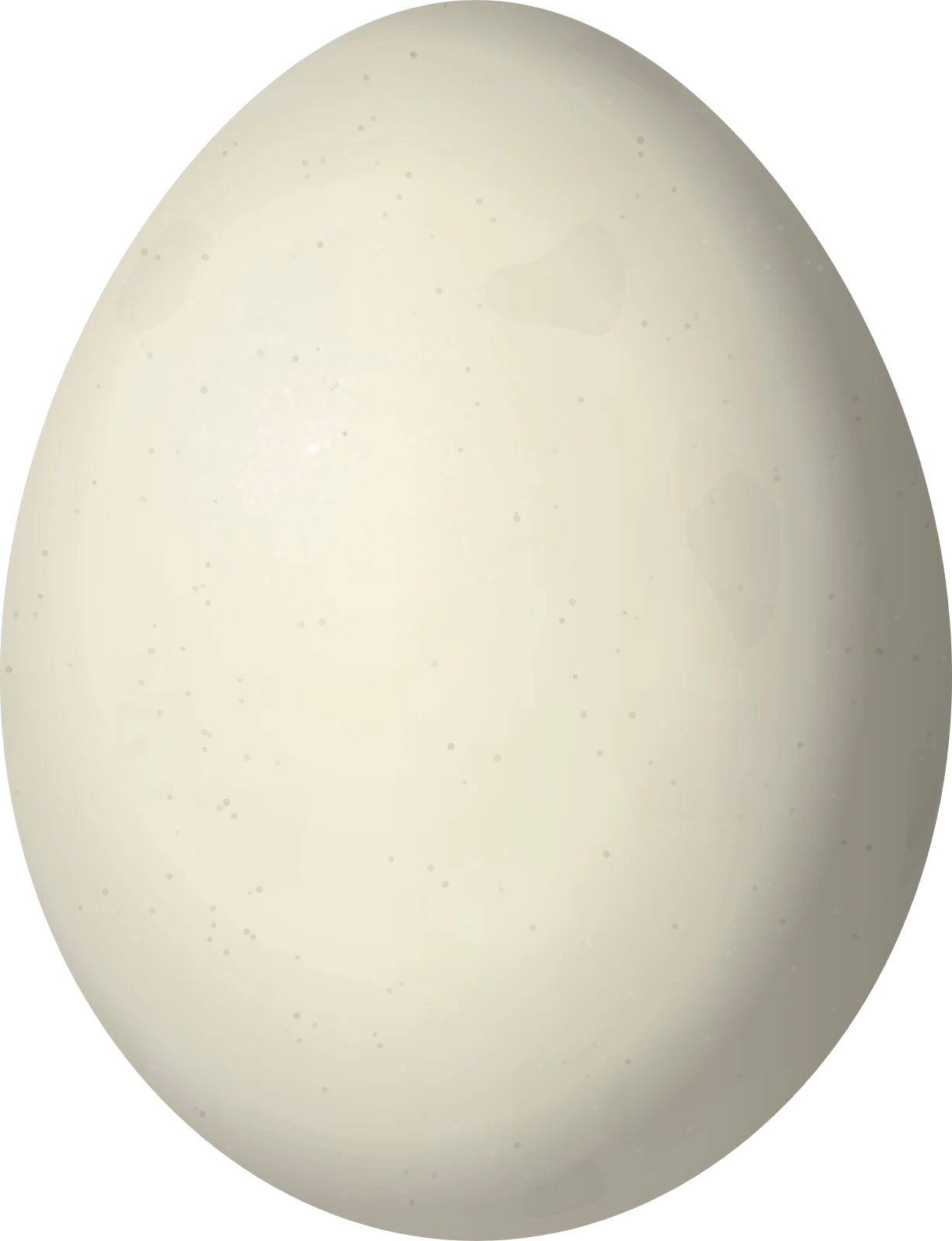 Illustration of a Rufous-vented Ground Cuckoo (Neomorphus geoffroyi) egg, 31 × 23.8 mm