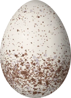 Illustration of a Russet-naped Wren (Campylorhynchus humilis) egg, 22 × 16 mm
