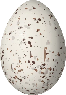 Illustration of a Rust-and-yellow Tanager (Thlypopsis ruficeps) egg, 19.8 × 13.8 mm