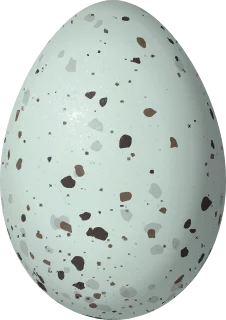 Illustration of a Rusty-collared Seedeater (Sporophila collaris) egg, 18.4 × 13 mm