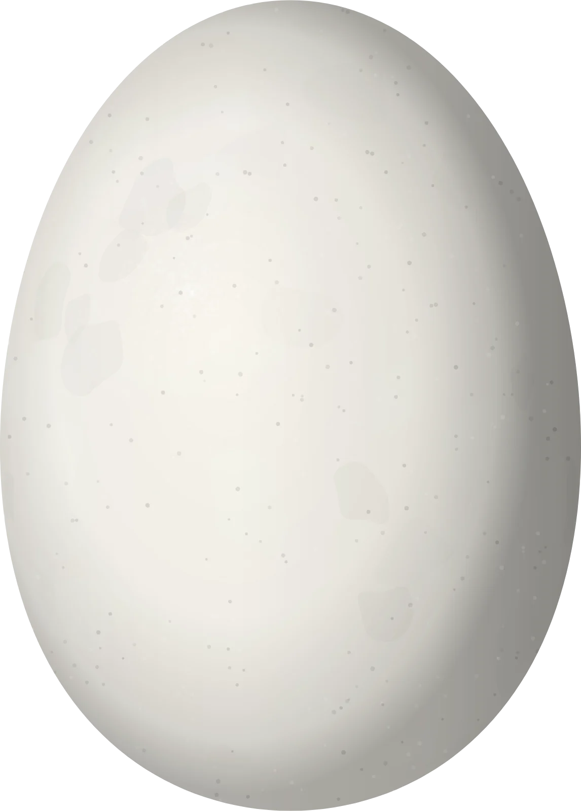 Illustration of a Santa Marta Sabrewing (Campylopterus phainopeplus) egg, 15.5 × 11.1 mm