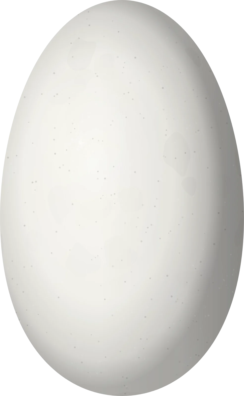 Illustration of a Sapphire-vented Puffleg (Eriocnemis luciani) egg, 13 × 8 mm