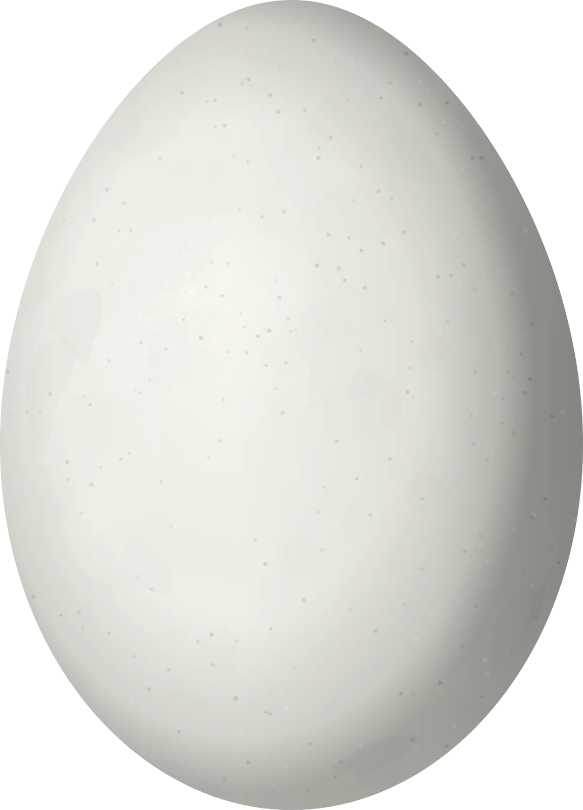 Illustration of a Sargasso Shearwater (Puffinus lherminieri) egg, 50.59 × 36.44 mm