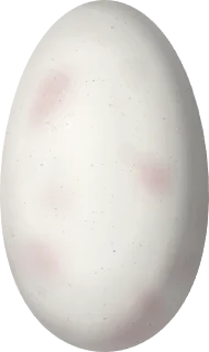 Illustration of a Scale-throated Hermit (Phaethornis eurynome) egg, 14.5 × 8.6 mm