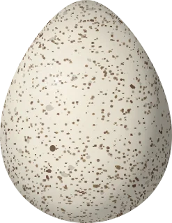 Scaled Quail egg, 32.6 × 25.2 mm