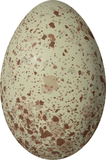 Illustration of a Scarlet Ibis (Eudocimus ruber) egg, 56.03 × 37.06 mm