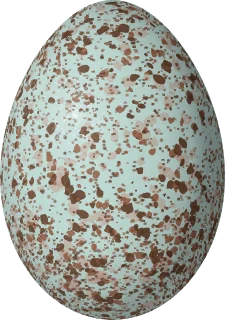 Scarlet Tanager egg, 23.5 × 16.5 mm