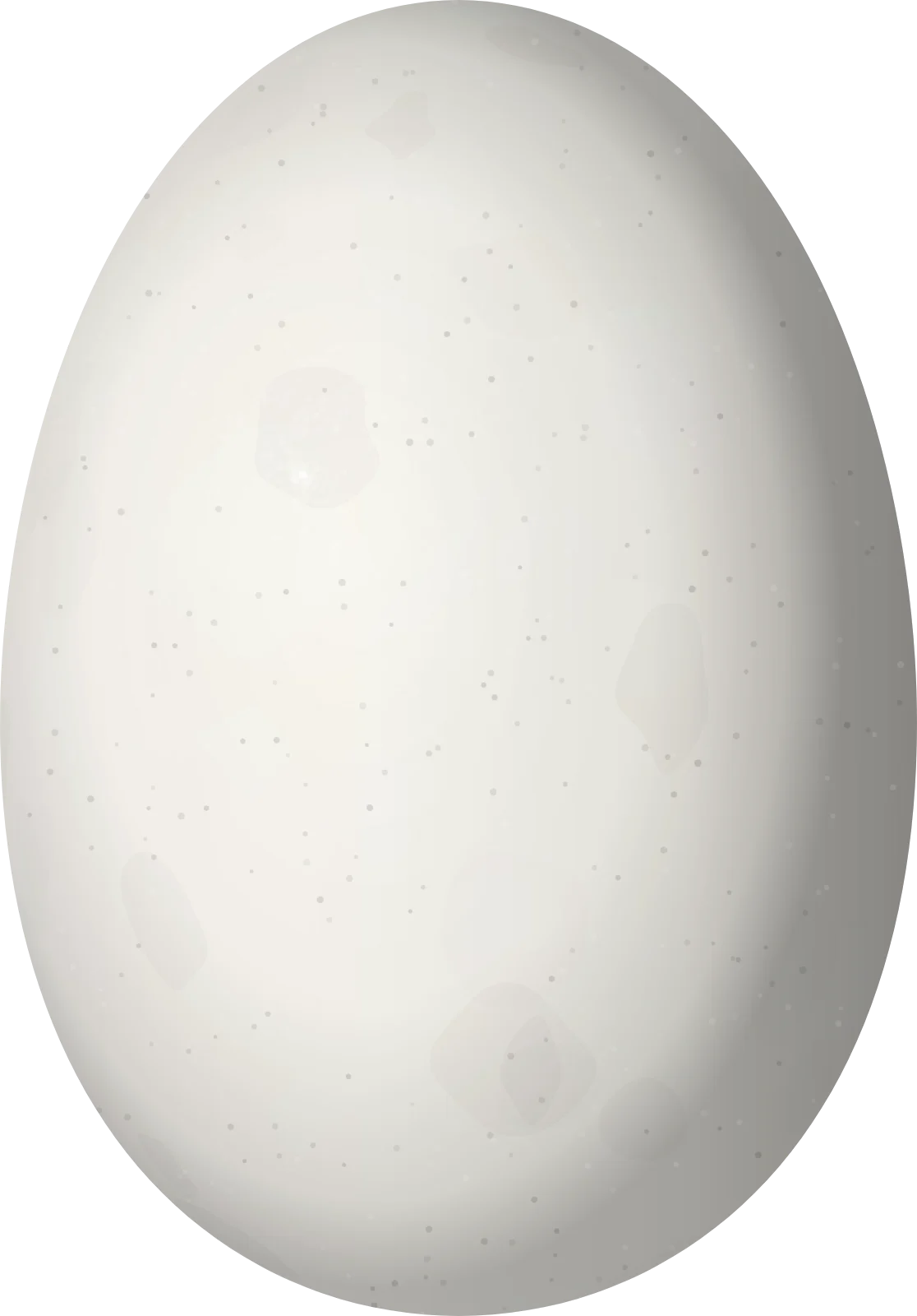 Illustration of a Scintillant Hummingbird (Selasphorus scintilla) egg, 10.9 × 7.6 mm