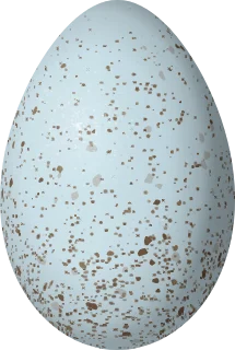 Illustration of a Scripps's Murrelet (Synthliboramphus scrippsi) egg, 53.5 × 36 mm