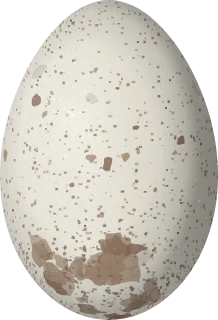 Illustration of a Sharp-tailed Ibis (Cercibis oxycerca) egg, 69 × 47 mm