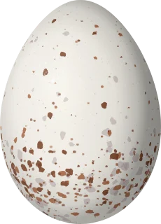 Illustration of a Shining Honeycreeper (Cyanerpes lucidus) egg, 17.8 × 12.8 mm