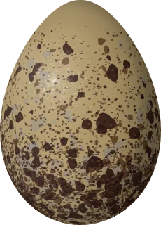 Illustration of a Short-billed Gull (Larus brachyrhynchus) egg, 57 × 41 mm