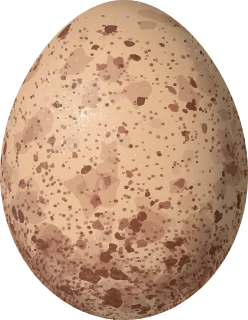 Illustration of a Slaty-backed Forest Falcon (Micrastur mirandollei) egg, 50.1 × 38.9 mm