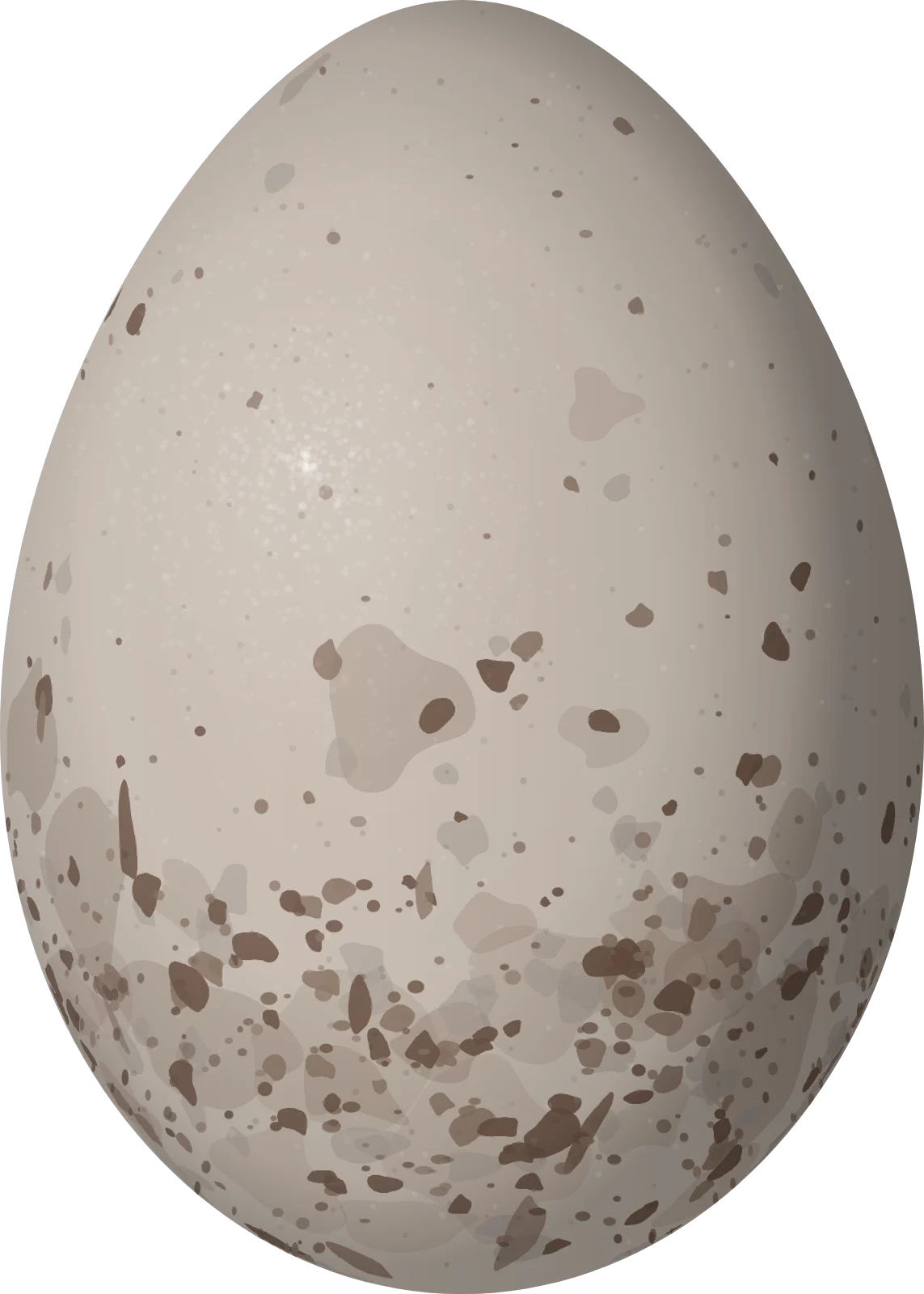 Illustration of a Slaty Becard (Pachyramphus spodiurus) egg, 22.4 × 16 mm