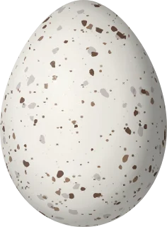 Illustration of a Small Tree Finch (Camarhynchus parvulus) egg, 19 × 14 mm