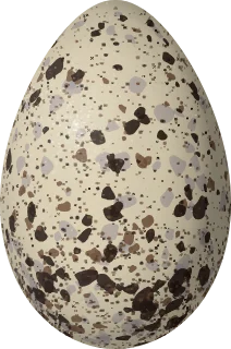 Illustration of a Snowy-crowned Tern (Sterna trudeaui) egg, 44.48 × 29.46 mm