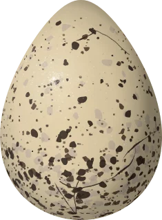 Snowy Plover egg, 30.4 × 22.3 mm