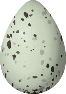 Solitary Sandpiper egg, 36 × 25.5 mm