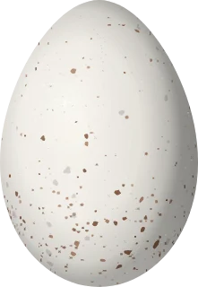 Illustration of a Song Wren (Cyphorhinus phaeocephalus) egg, 24 × 16.6 mm