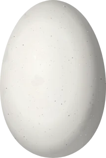 Illustration of a Sooty-capped Hermit (Phaethornis augusti) egg, 14 × 9.4 mm