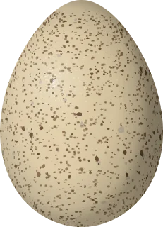 Sooty Grouse egg, 48.5 × 35 mm