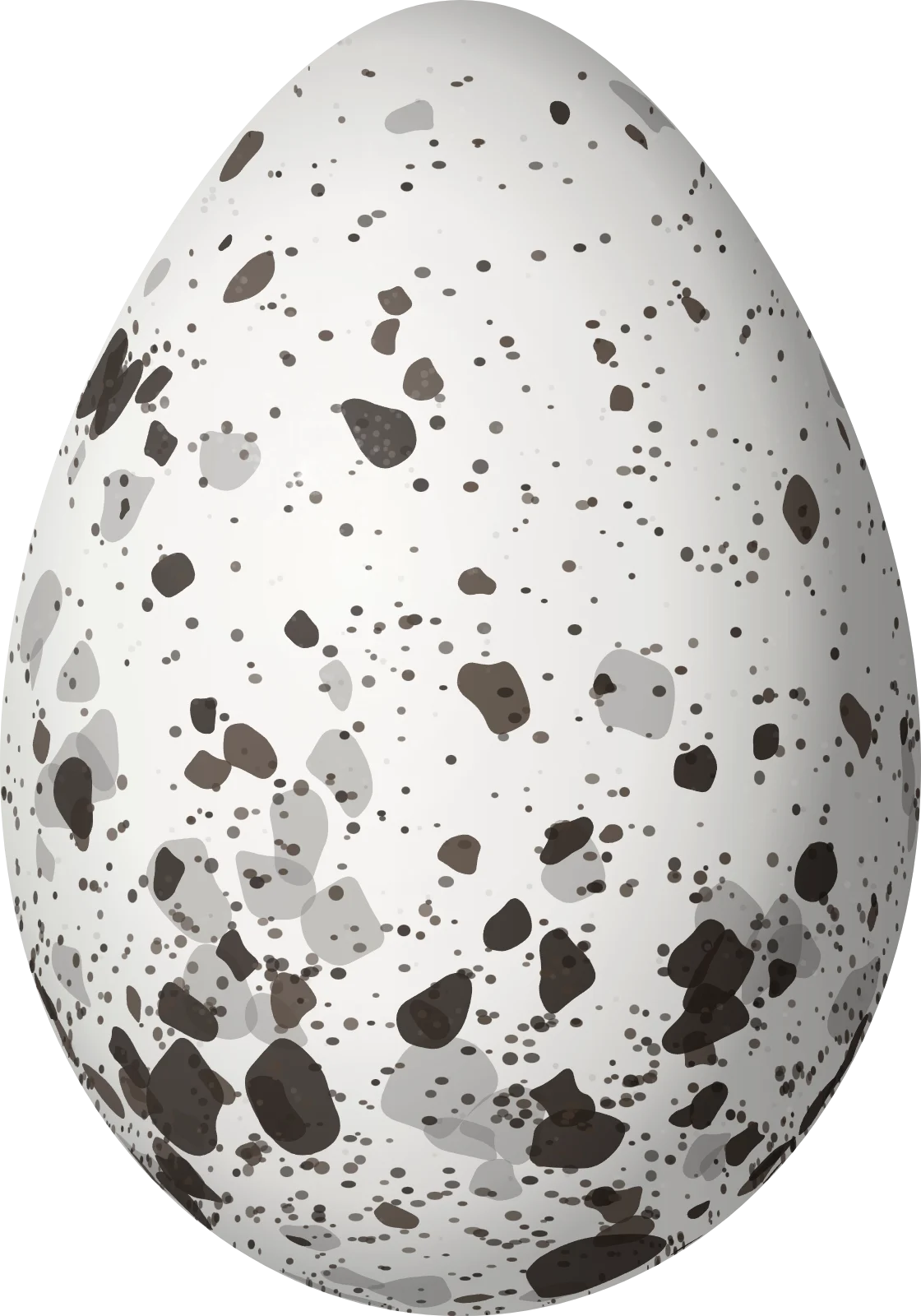 Illustration of a Sooty Tern (Onychoprion fuscatus) egg, 50 × 35 mm