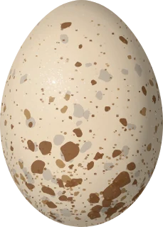 Illustration of a Sora (Porzana carolina) egg, 31.5 × 22.5 mm