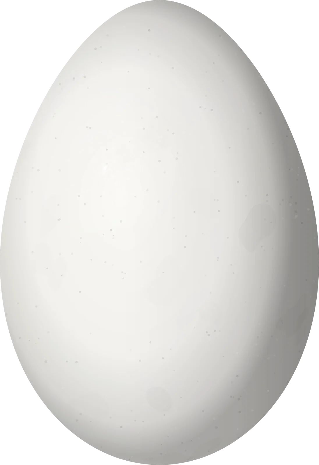 Illustration of a Southern Martin (Progne elegans) egg, 23.8 × 16.3 mm