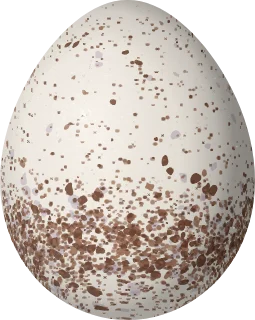 Illustration of a Southern Nightingale-Wren (Microcerculus marginatus) egg, 22.6 × 18 mm